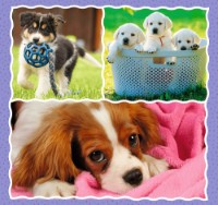 Пазл Trefl 3in1 Lovely dogs (34854)