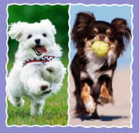 Пазл Trefl 3in1 Lovely dogs (34854) фото №2 — интернет-магазин Desire.md