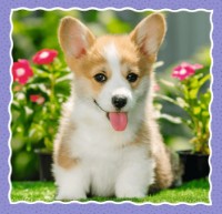 Пазл Trefl 3in1 Lovely dogs (34854) фото №3 — интернет-магазин Desire.md