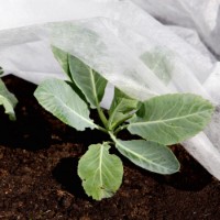 Агроволокно Greentech 50gr (1.6x100) White фото №2 — интернет-магазин Desire.md