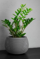 Ghiveci M Plastik Пирула M3101 imaginea #4 — magazin online Desire.md