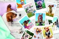 Пазл Trefl 300 Holiday Pictures (23003)