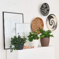 Цветочный горшок Lechuza Classico Color 18 Sand Brown фото №4 — интернет-магазин Desire.md