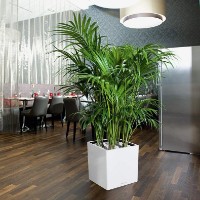 Цветочный горшок Lechuza Cube Premium 50 White фото №3 — интернет-магазин Desire.md