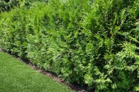 Микрокапельный полив Rehau Perlschlauch 15m фото №6 — интернет-магазин Desire.md