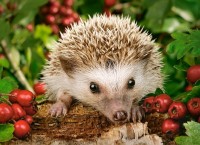 Пазл Castorland 100 Hedgehog With Berries (B-111145)