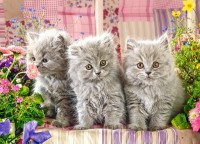 Пазл Castorland 260 Three Grey Kittens (B-27491)