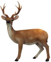 Садовая фигура Figuren Discounter Deer (z2292) фото №1 — интернет-магазин Desire.md