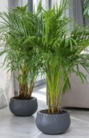 Ghiveci Form Plastic Kula Mica (4592-014) imaginea #3 — magazin online Desire.md