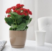 Ghiveci Form Plastic Toscana (0746-002) imaginea #2 — magazin online Desire.md