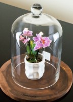 Cupolă de sticlă Casa Masa 20x30cm (BV827-30) imaginea #2 — magazin online Desire.md