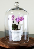 Cupolă de sticlă Casa Masa 20x30cm (BV827-30) imaginea #3 — magazin online Desire.md