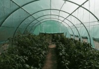 Парник (теплица) Tehno MS 10001434 фото №3 — интернет-магазин Desire.md