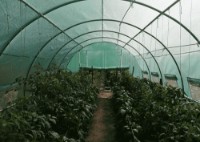 Seră Tehno MS 10001451 imaginea #4 — magazin online Desire.md