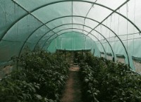 Seră Tehno MS 6x3x2m Green (MS-10001266) imaginea #5 — magazin online Desire.md