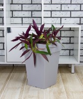 Ghiveci M Plastik Тубус М3178 imaginea #2 — magazin online Desire.md