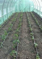 Peliculă pentru seră Tehno MS 10001486 imaginea #3 — magazin online Desire.md