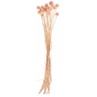 Floare decorativă Casa Masa Craspedia Peach (73110-1)