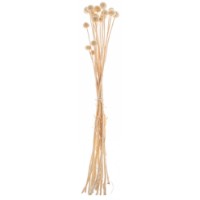 Floare decorativă Casa Masa Craspedia White (73110)