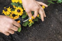 Foarfecă de gradină (secatore) Fiskars SP14 imaginea #6 — magazin online Desire.md