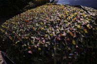 Искусственная изгородь Focteh Camo Green 210156 (1.5x6) фото №5 — интернет-магазин Desire.md