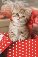 Пазл Trefl 54 mini Lovely Animals (54195)