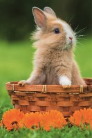 Пазл Trefl 54 mini Lovely Animals (54195) фото №2 — интернет-магазин Desire.md