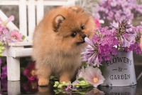 Пазл Trefl 54 mini Lovely Animals (54195) фото №4 — интернет-магазин Desire.md