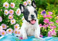Puzzle Castorland 70 Midi French Bulldog Puppy (B-070152) imaginea #1 — magazin online Desire.md
