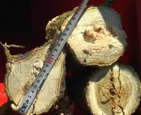 Измельчитель веток Shkiv TN-130TK фото №2 — интернет-магазин Desire.md