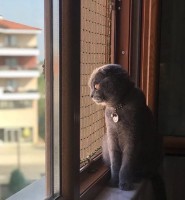 Sistem de securitate pentru ferestre WinBlock Pets 60x120cm imaginea #4 — magazin online Desire.md