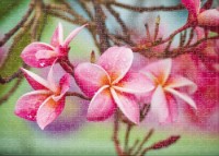 Puzzle Noriel 500 Frangipani (NOR2921)