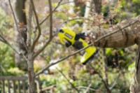 Focatoare cu baterie Ryobi RY18SCA-0 imaginea #7 — magazin online Desire.md