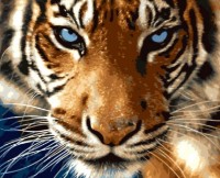 Картина по номерам PRC Privire de Tigru 40x50cm 03628