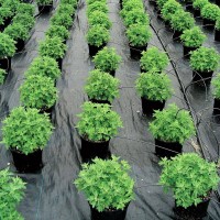 Ткань для мульчирования Serra Plastik UV 1.65x100 90g Black фото №2 — интернет-магазин Desire.md