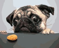 Tablou pe numere PRC Catelusul Pofticios 40x50cm 03963 imaginea #1 — magazin online Desire.md