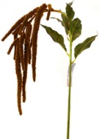 Floare decorativă Casa Masa Amaranthus 110cm Maro (L19717/BR)