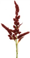 Floare decorativă Casa Masa Amaranthus 85cm Bordo (L37433/RD)