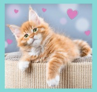 Puzzle Trefl 3in1 Sweet Animals (34862) imaginea #2 — magazin online Desire.md