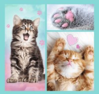 Puzzle Trefl 3in1 Sweet Animals (34862) imaginea #3 — magazin online Desire.md