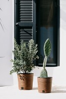 Ghiveci Prosperplast Furu Round Low ECO Wood DFR300W-4665W imaginea #3 — magazin online Desire.md