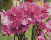 Алмазная картина по номерам Strateg Яркие орхидеи (FA10634)