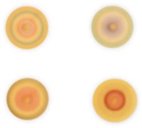 Joc educativ Janod J04032 imaginea #5 — magazin online Desire.md