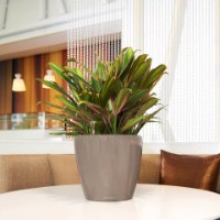 Цветочный горшок Lechuza Classico Premium 28 LS Shiny Taupe фото №4 — интернет-магазин Desire.md