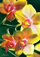 Пазл Trefl 1000 Orchidea (10503)