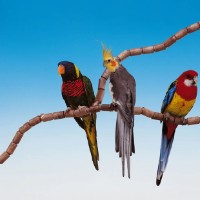 Băț pentru păsări Ferplast Flex 4192 imaginea #2 — magazin online Desire.md