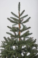 Brad artificial Divi Trees Collection Nordman Led 2.4m imaginea #3 — magazin online Desire.md