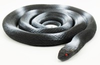 Figurine animale Icom Poland GE020029