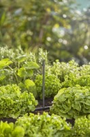 Коннектор садовый Gardena (13326-20) 5pcs фото №3 — интернет-магазин Desire.md