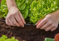 Коннектор садовый Gardena 4.6mm (13211-20) фото №4 — интернет-магазин Desire.md